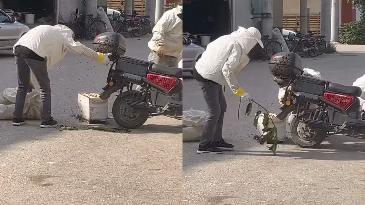 Bursa'da binlerce arı motosikleti sardı! İlginç anlar kamerada