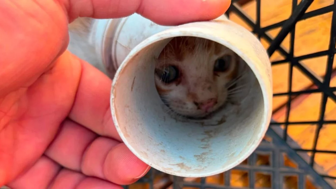 PVC boruya sıkışan yavru kedi kurtarıldı