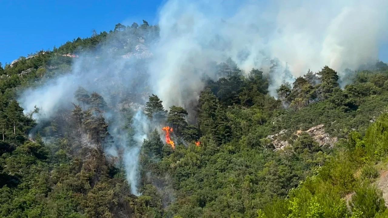 Bursa'daki orman yangınıyla ilgili 1 kişi gözaltına alındı