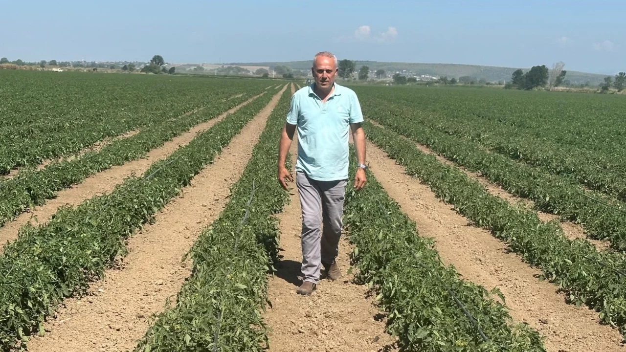 Karacabeyli üretici karpuzu bıraktı, domatese yöneldi