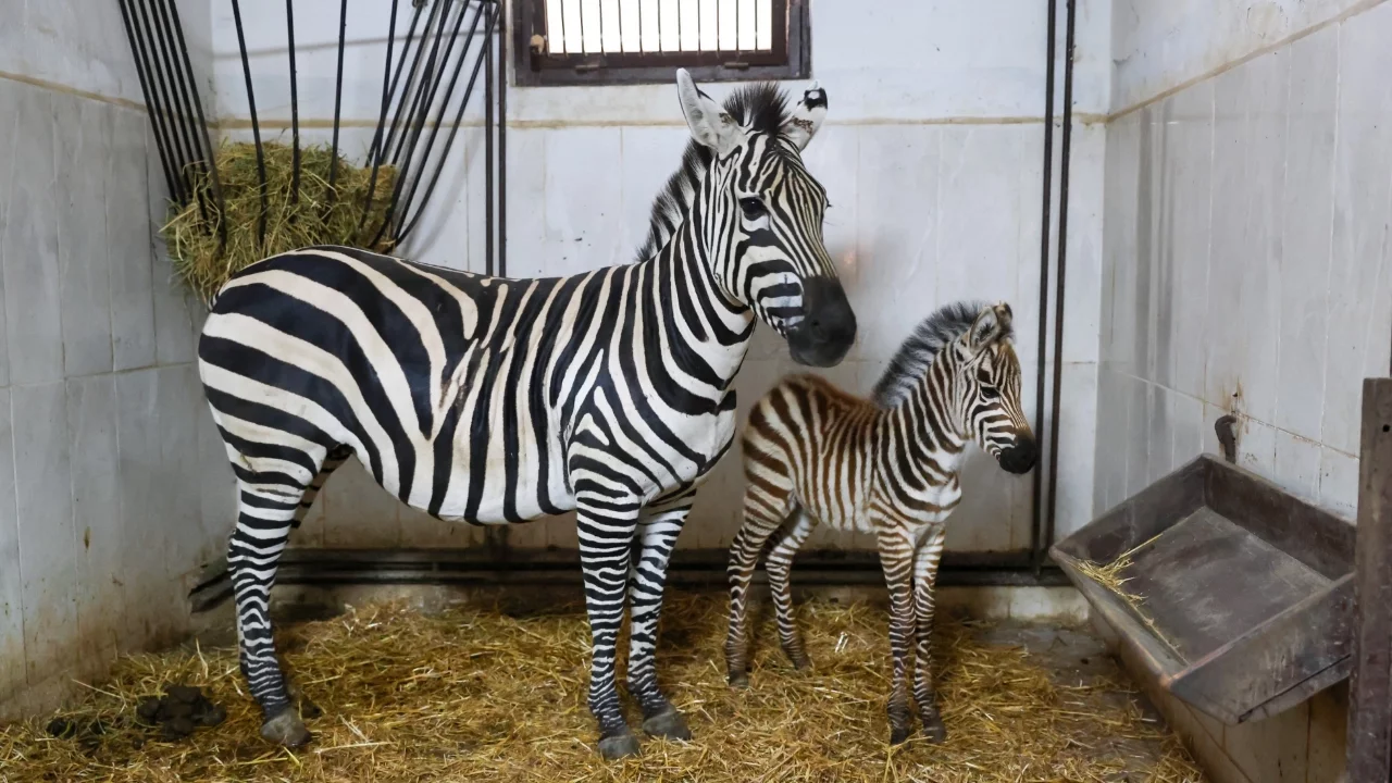 Bursa Hayvanat Bahçesi'nde zebra ailesi büyüyor
