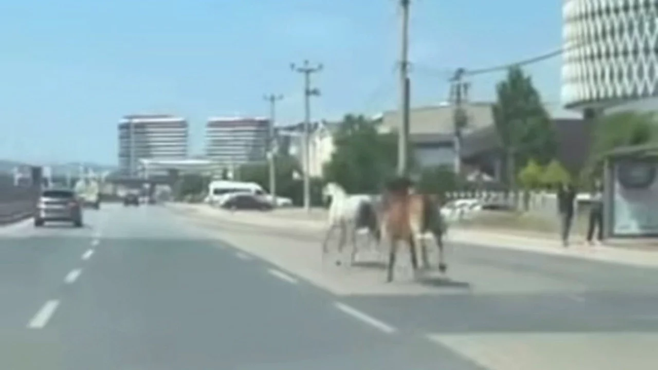Bursa'da ana yola çıkan başıboş atlar trafiği birbirine kattı