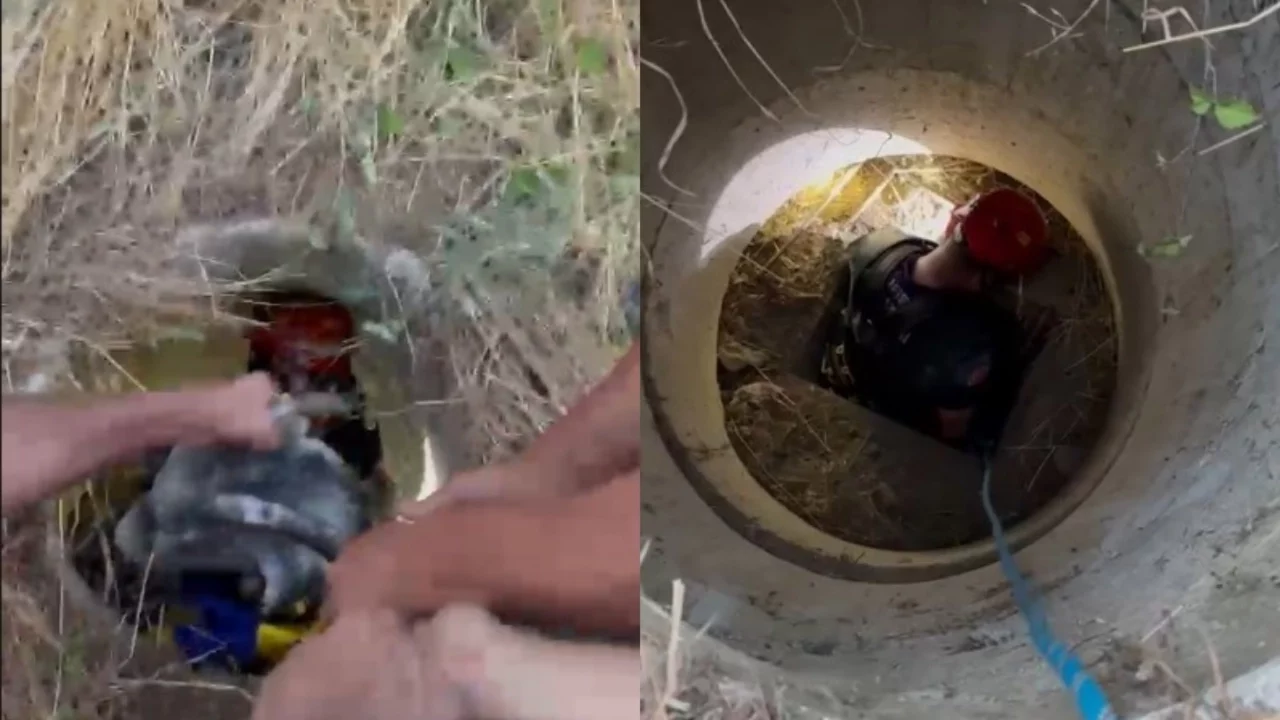 Bursa'da rögar çukuruna düşen keçiyi itfaiye kurtardı