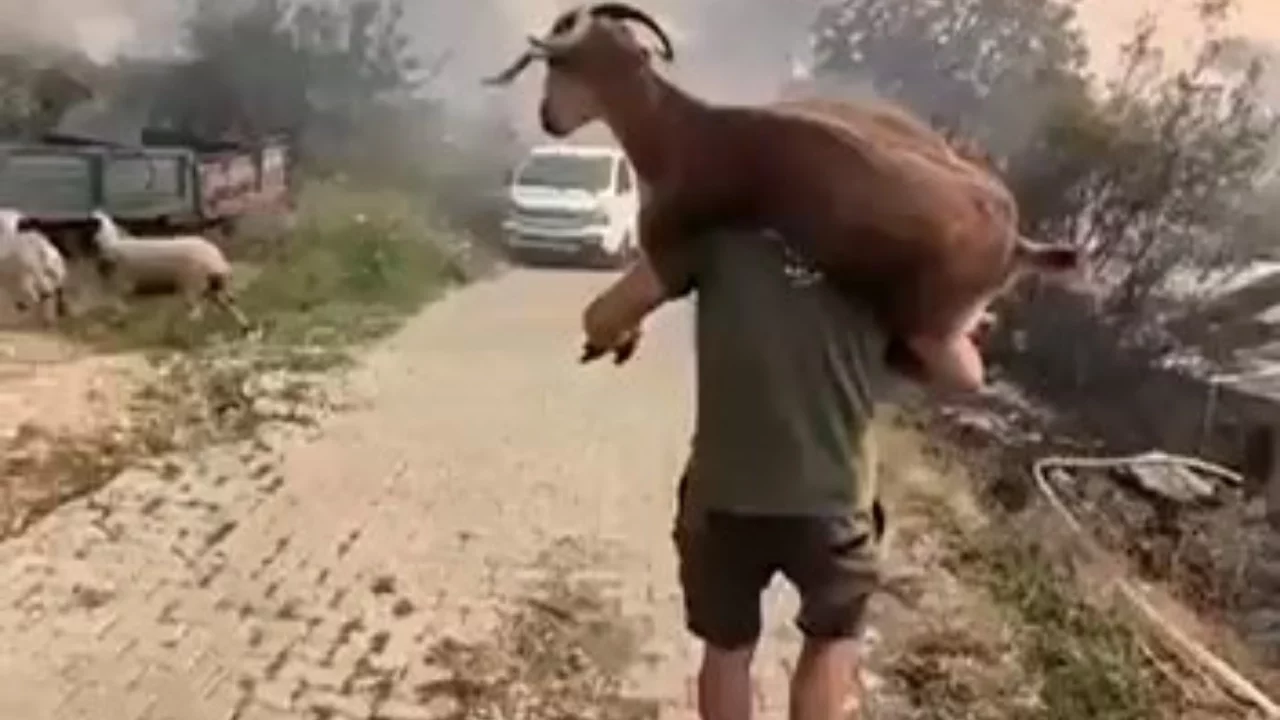 Seydikemer yangınında keçiyi sırtına alıp kurtardı