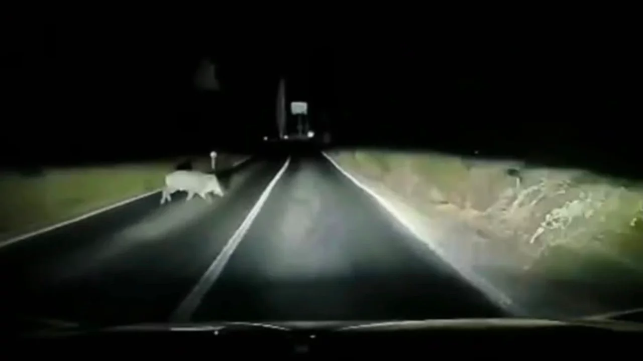 Bursa'da Otomobil domuza çarptı; çarpma anı araç kamerasında