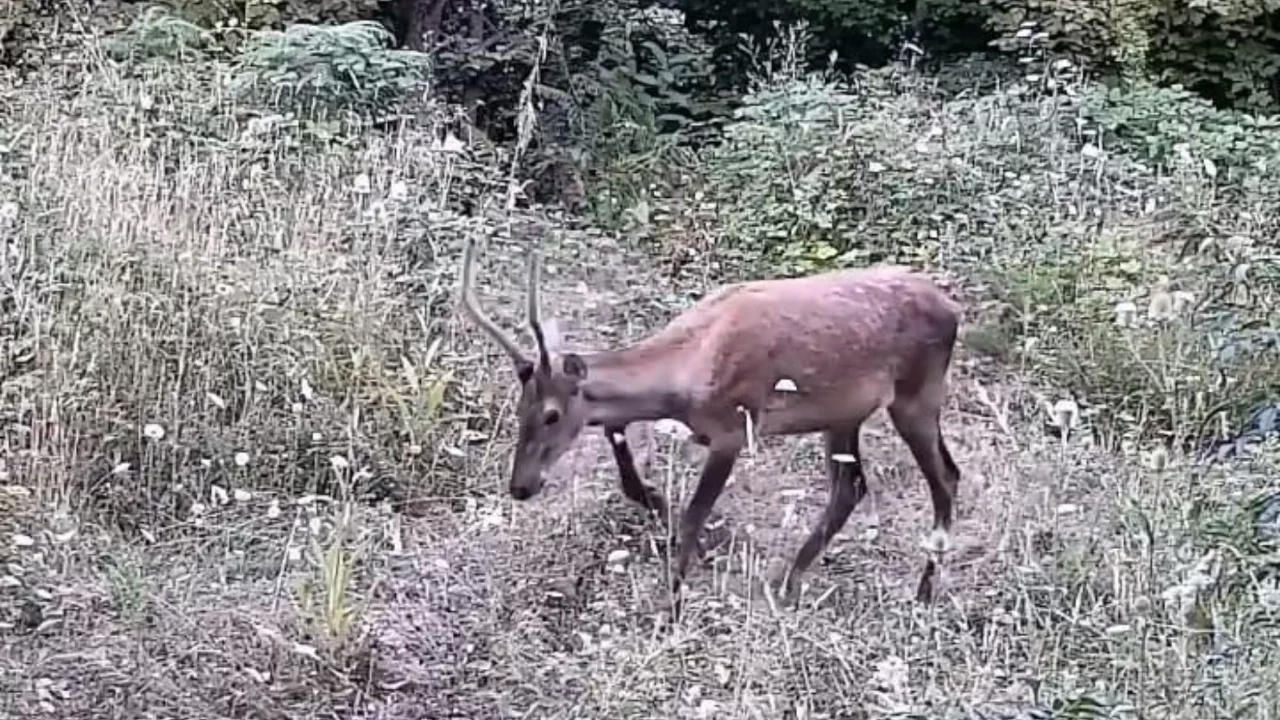 Bursa'da fotokapan yaban hayatını görüntüledi