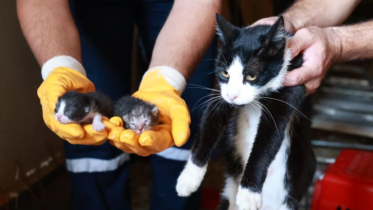 Kaçak Bina Yıkımında Hayat Kurtaran Müdahale