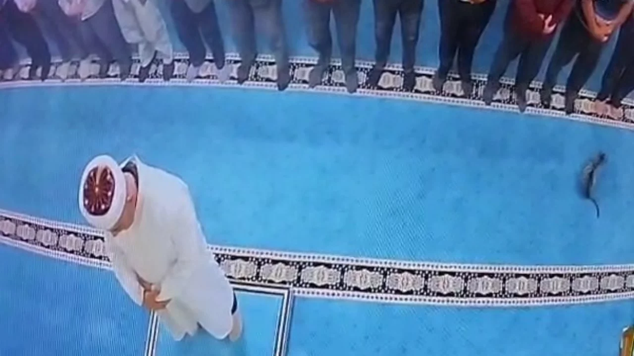 Camide tepki çeken görüntü! Kediyi tekmeledi