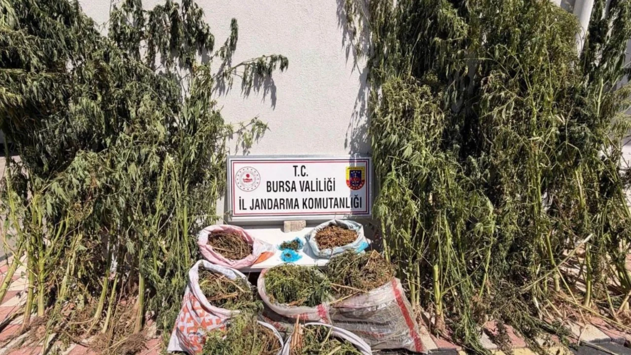Bursa'da uyuşturucu operasyonu: 22 kilo esrar ele geçirildi