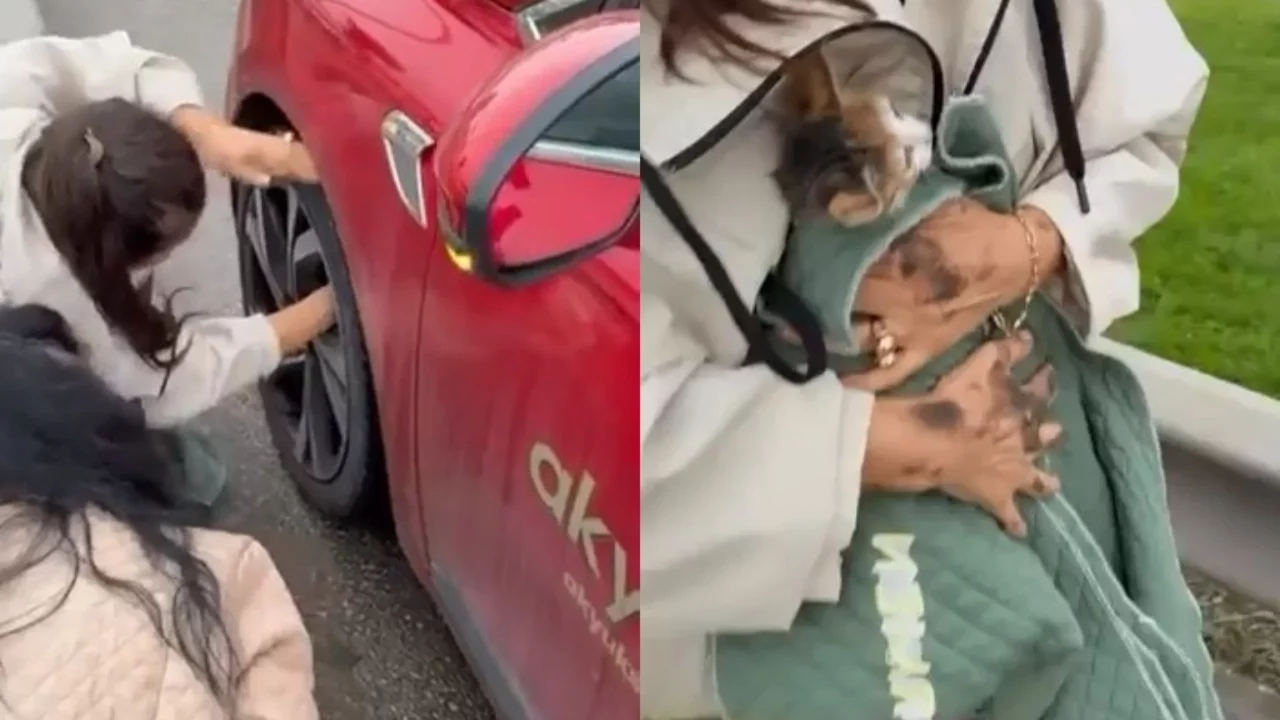 Bursa'da yavru kedi trafiği durdurdu: Sürücüler seferber oldu