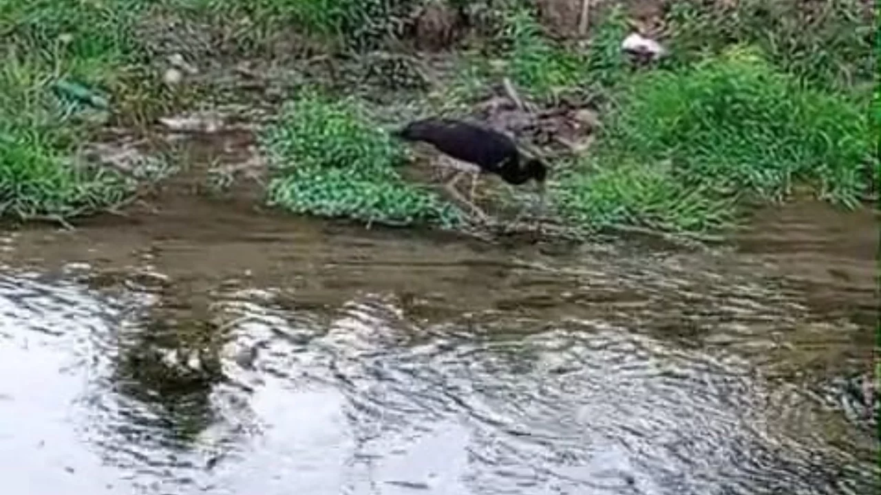 Nadir görülen kara leylek, beslenirken görüntülendi