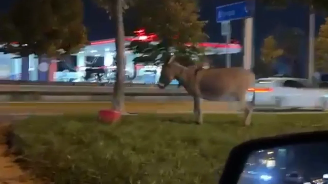 Bursa'da ilginç anlar! Yol kenarında ağaca bağlı eşek dikkat çekti