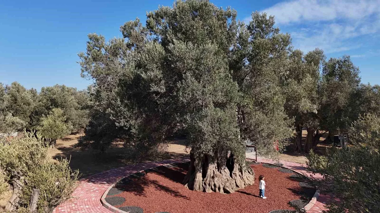 Havran’da bin yıllık zeytin ağacından hasat: Yağ tadıldı