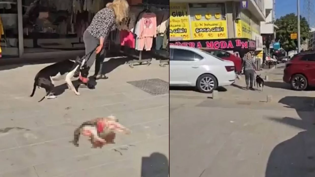 Ağızlıksız gezdirilen Pitbull kediye saldırdı: "Ne yapayım köpek bu"