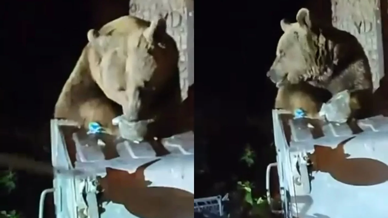 Bursa'da kış uykusu öncesi yiyecek arayan ayı yerleşim alanına indi