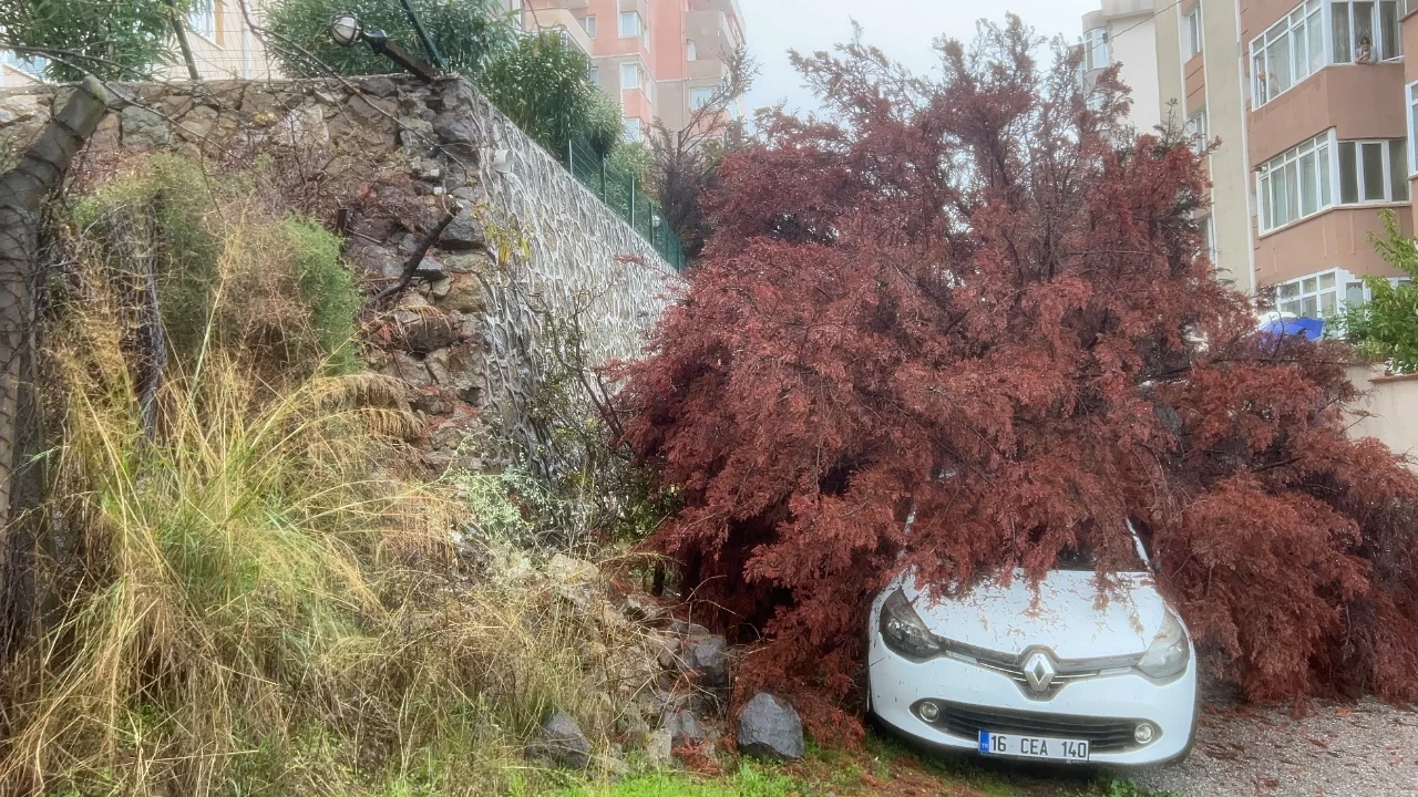 Bursa'da korkutan olay! Ağaç otomobilin üzerine yıkıldı, vatandaşlar isyan etti