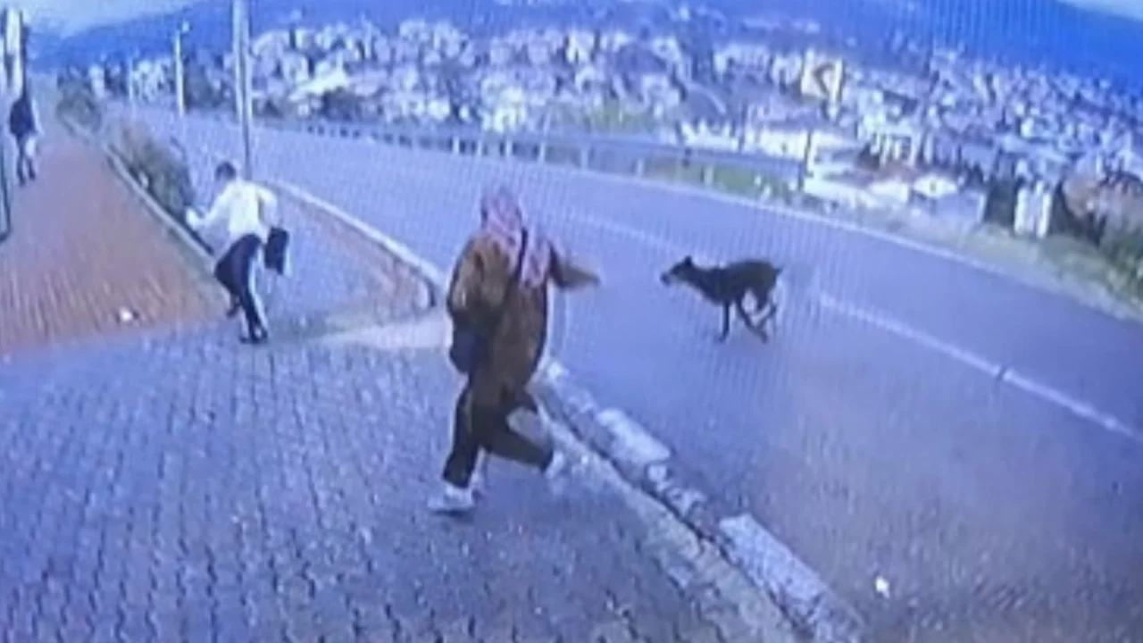 Bursa'da köpekt dehşeti! 11 yaşındaki çocuğun bacağı kırıldı