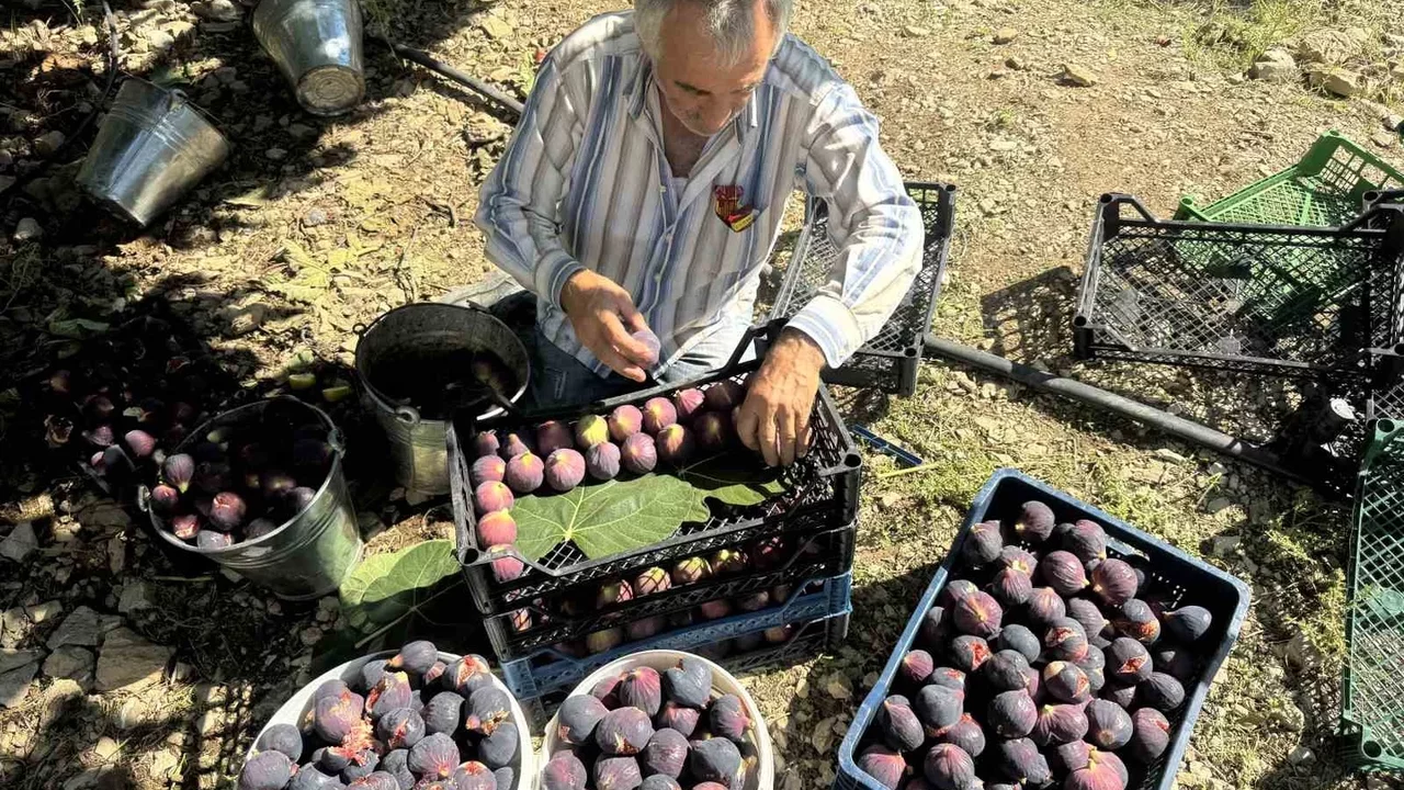 Antalya İbradı’da Bursa siyahı incirde rekolte yüzde 93 düştü