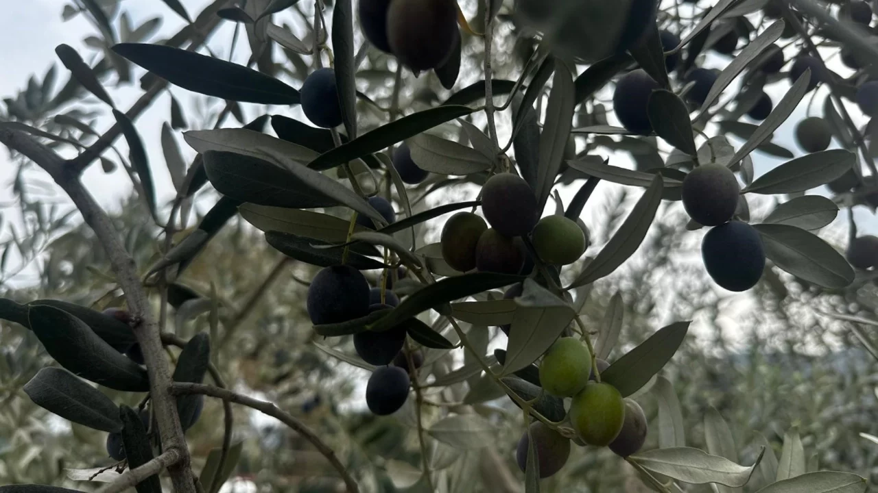 Bursa'da zeytin rekoltesi belli oldu! 290 bin ton üretim bekleniyor