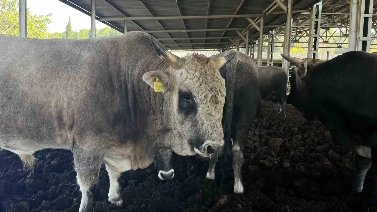 Boz ırk sığırları Bursa’da et üretimi ve ormanları koruyacak