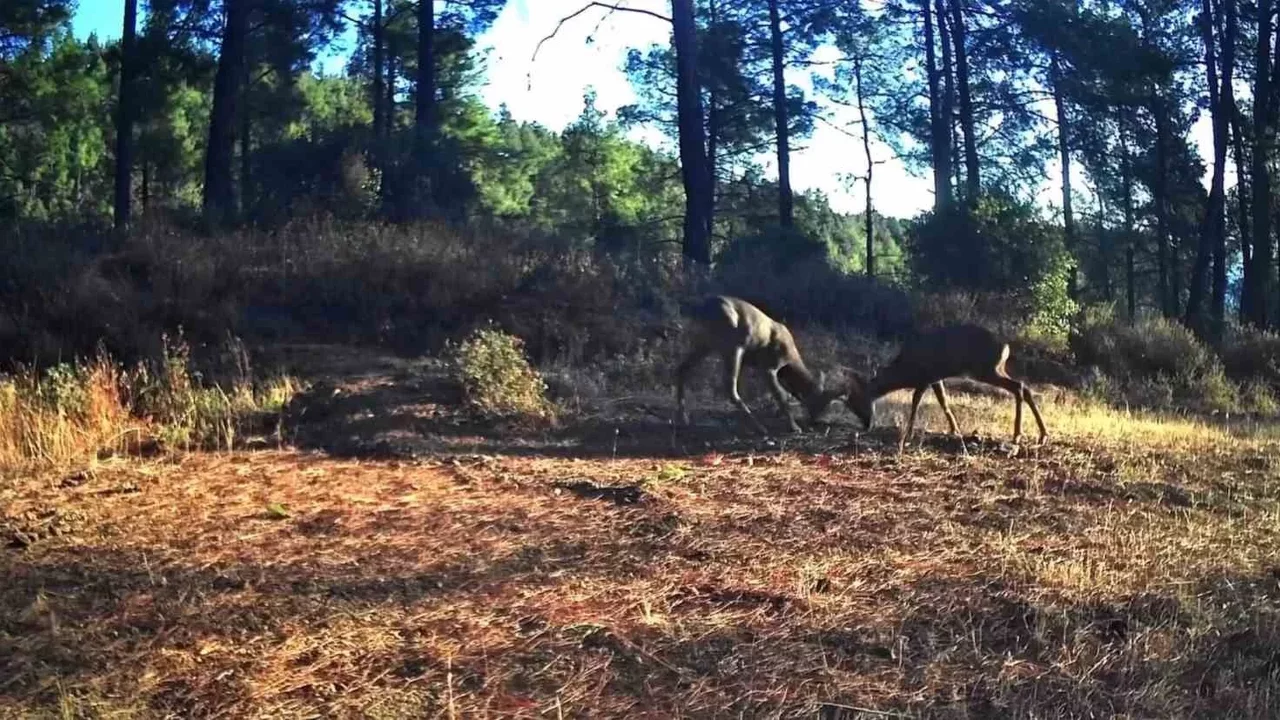 Ganos Dağları'nda iki karacanın boynuz boynuza mücadelesi