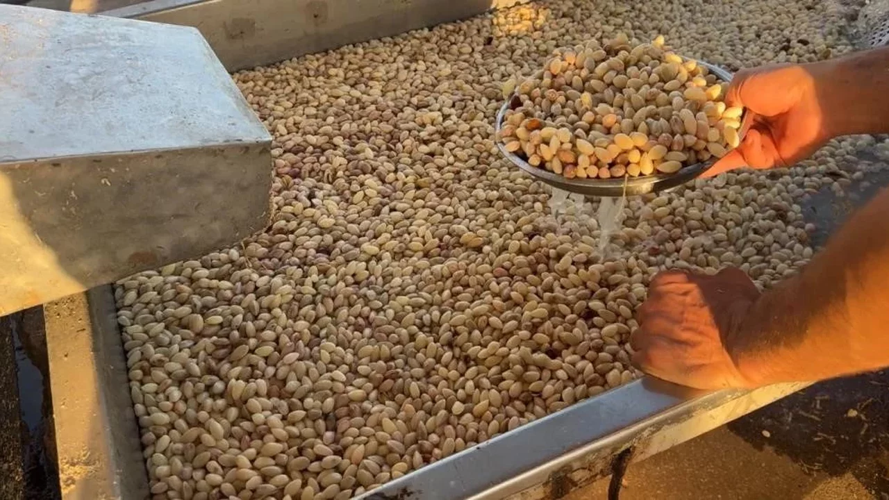 Antep fıstığında don etkisi sürüyor: ...