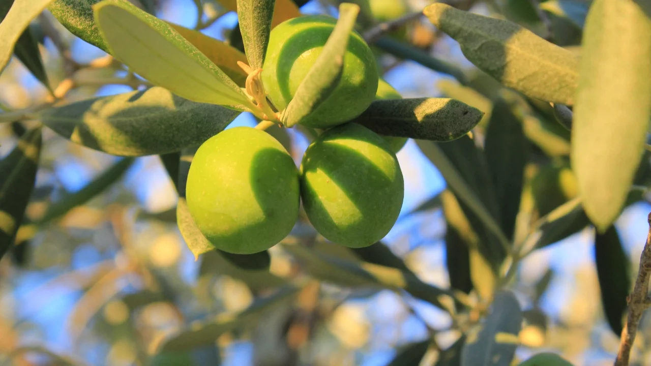 Bursa'da zeytin üreticisini düşündüren tablo! İşte 1 kilogram zeytinin maliyeti