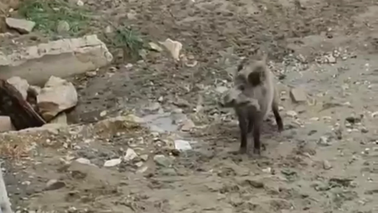 Bursa'da yaban domuzu sahile indi! Uyuşturucu iğne bile durduramadı